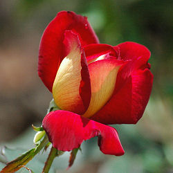 rose.jpg