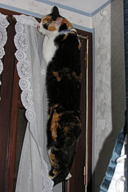 grimper aux rideaux