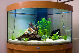 Mon aquarium