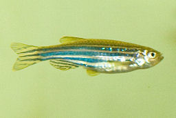 Danio Rerio